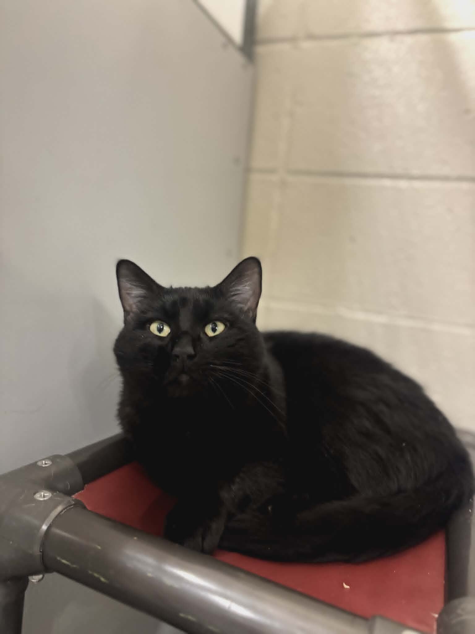 Picture of the Animal Listed